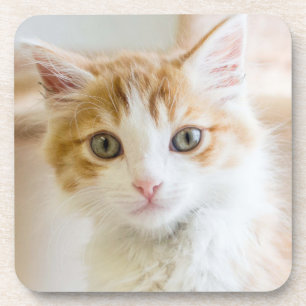 Porta-copo Gatinho alaranjado & branco