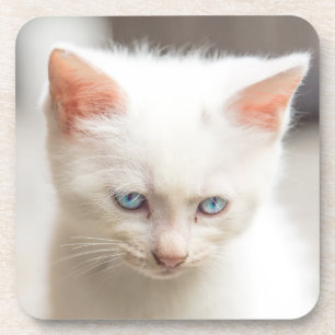 Porta-copo Gatinho branco