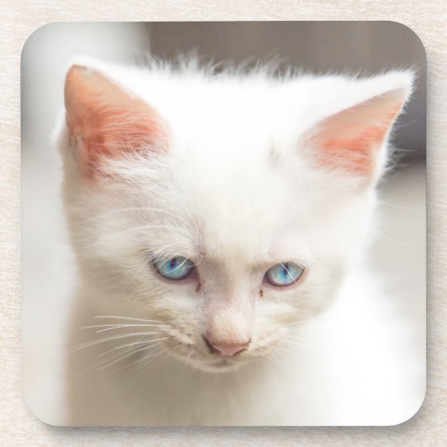 Porta-copo Gatinho branco (Frente)