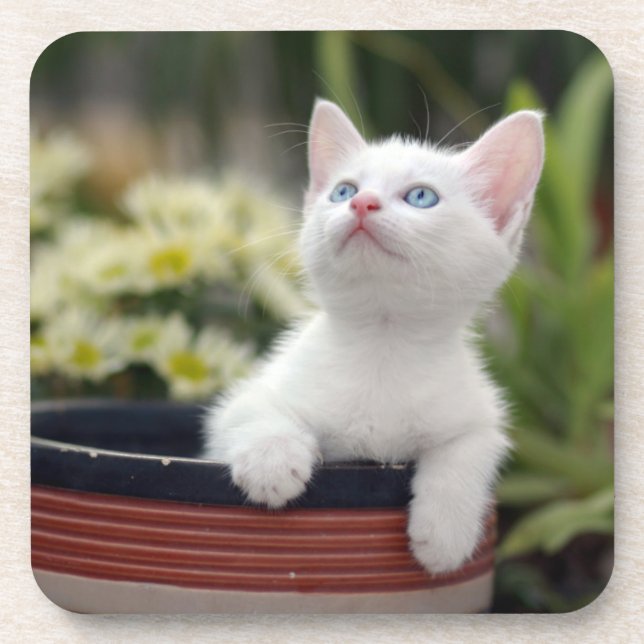 Porta-copo Gatinho branco turco (Frente)