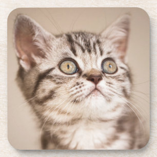 Porta-copo Gatinho britânico cinzento bonito do cabelo curto