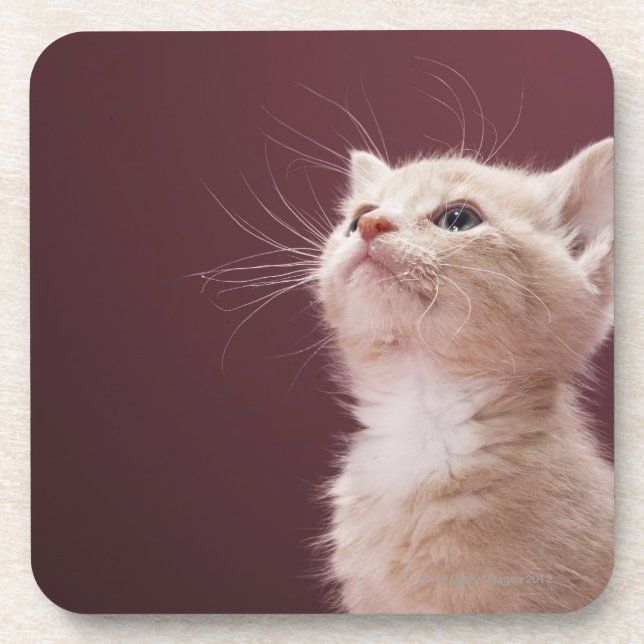 Porta-copo Gatinho com suiças (Frente)