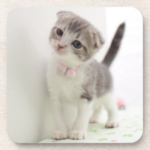 Porta-copo Gatinho da dobra do Scottish