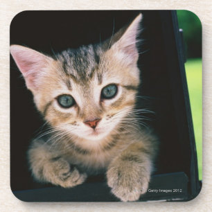 Porta-copo Gatinho dentro da caixa postal
