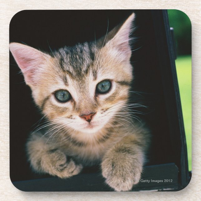 Porta-copo Gatinho dentro da caixa postal (Frente)