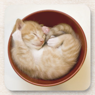 Porta-copo Gatinho do sono