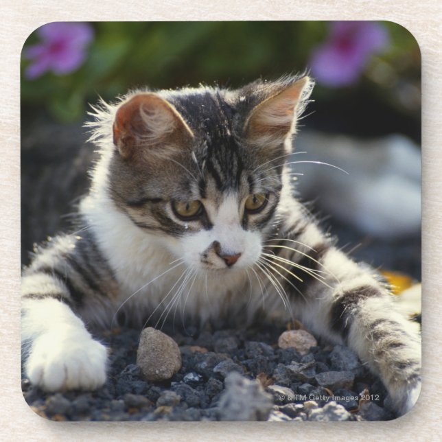 Porta-copo Gatinho, fim-acima (Frente)