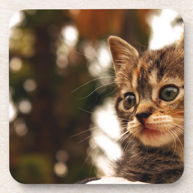 Porta-copo Gatinho Gato (Frente)