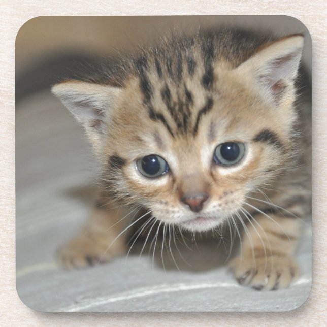 Porta-copo Gatinho Jovem (Frente)