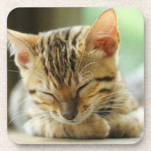 Porta-copo Gatinho pequeno do bebê do sono