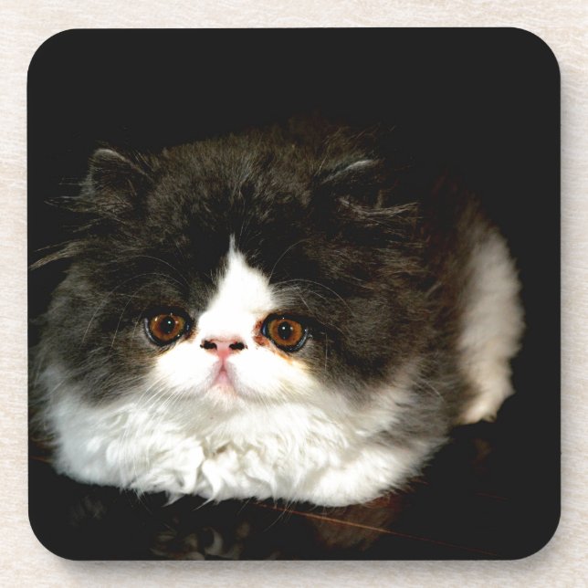 Porta-copo Gatinho Preto e Branco (Frente)