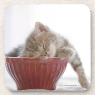 Porta-copo Gatinho que dorme na bacia