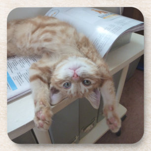 Porta-copo Gatinho que relaxa