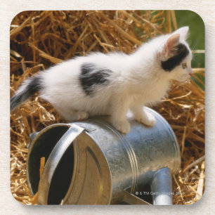 Porta-copo Gatinho que senta-se sobre a lata molhando