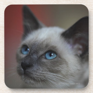 Porta-copo Gatinho Siamese