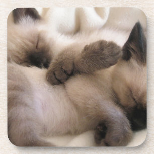 Porta-copo Gatinho Siamese bonito do gato do animal de