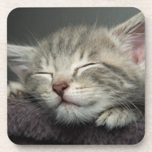 Porta-copo Gatinho sonolento