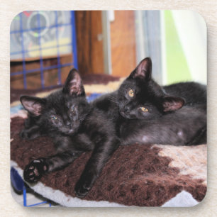 Porta-copo Gatinhos