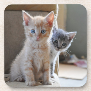 Porta-copo Gatinhos curiosos