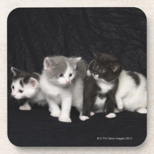 Porta-copo Gatinhos em um tiro do estúdio