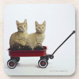 Porta-copo Gatinhos no vagão