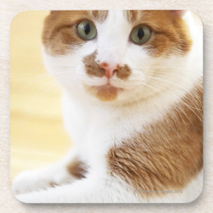 Porta-copo gato alaranjado e branco que olha a câmera