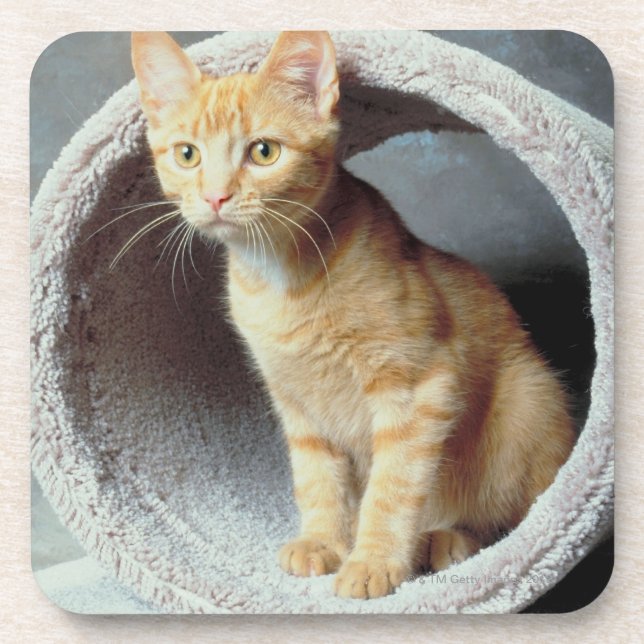 Porta-copo Gato alaranjado no brinquedo (Frente)