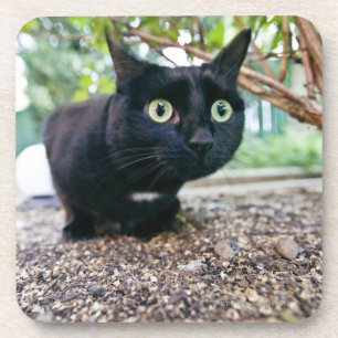 Porta-copo gato alertado que esconde sob o arbusto