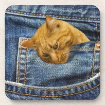 Gato bonito nos jeans faz uma ilusão engraçada