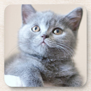 Porta-copo Gato britânico cinzento de Shorthair