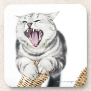 Porta-copo gato cinzento no fundo branco