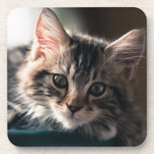 Porta-copo Gato de gato malhado masculino novo 2