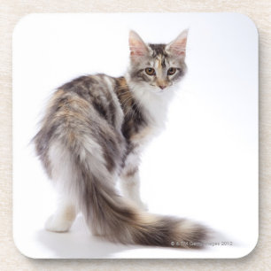 Porta-copo Gato de racum de Maine