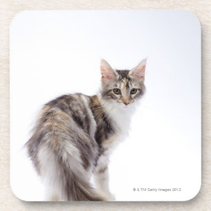 Porta-copo Gato de racum de Maine