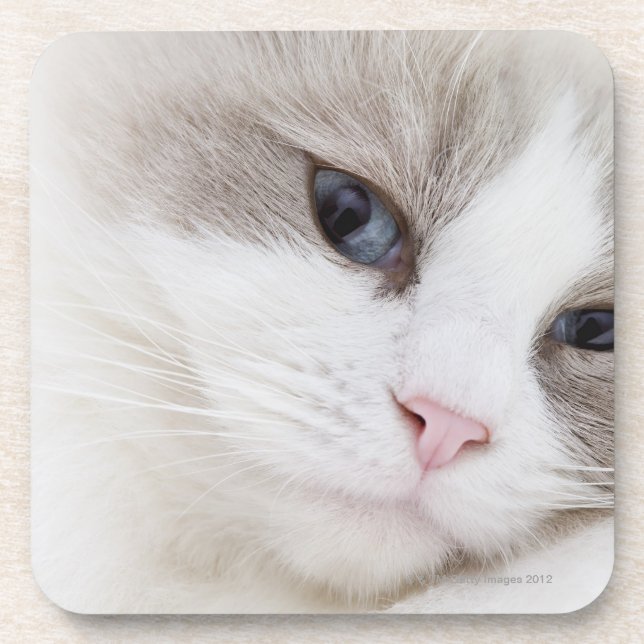 Porta-copo Gato de Ragdoll (Frente)