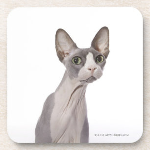 Porta-copo Gato de Sphynx com expressão surpreendida