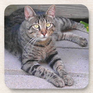 Porta-copo Gato de Táxi Marrom ao ar livre