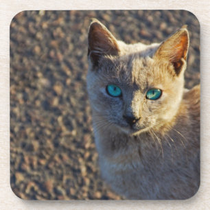 Porta-copo Gato Eyed azul