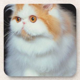 Porta-copo Gato Eyed e bonito da laranja