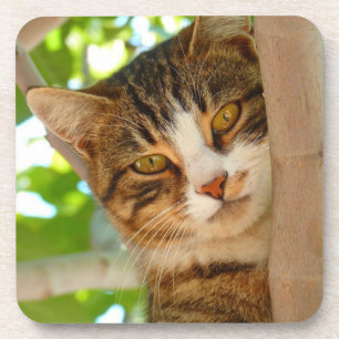 Porta-copo Gato Fofo Subindo em uma Árvore