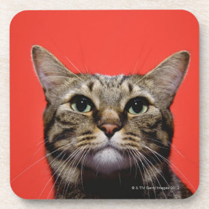 Porta-copo Gato japonês que olha acima