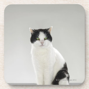 Porta-copo Gato preto e branco com os olhos verdes de
