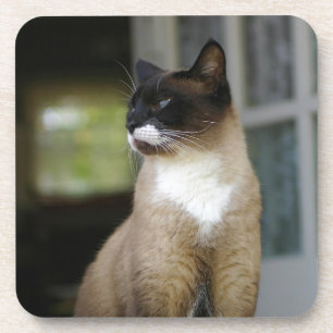 Porta-copo Gato Siamês no Porch