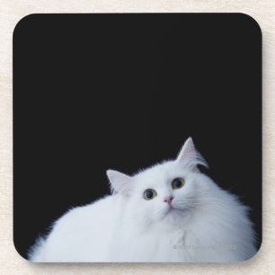 Porta-copo Gato Siberian