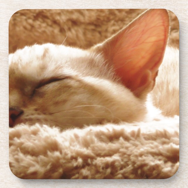Porta-copo Gato Sonolento (Frente)