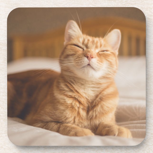 Porta-copo Gato sonolento das imagens | de Getty (Frente)