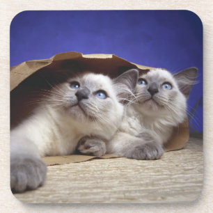 Porta-copo Gatos no saco de papel