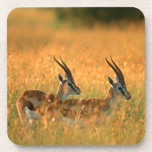 Porta-copo Gazela de Thomson (Gazella Thomsonii) ao Amanhecer
