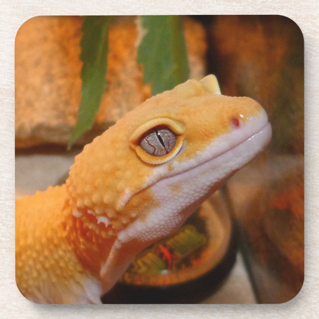Porta-copo Gecko Leopardo Amarelo (Frente)