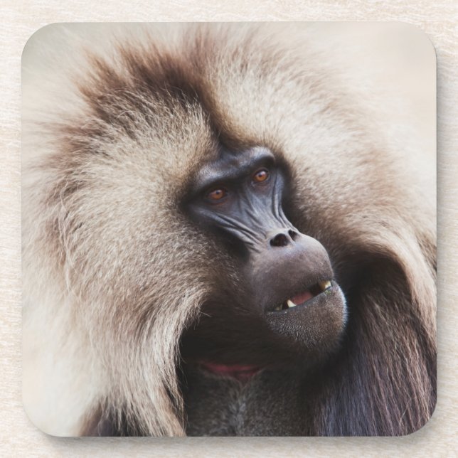 Porta-copo Gelada Baboon, Ethiopia (Frente)